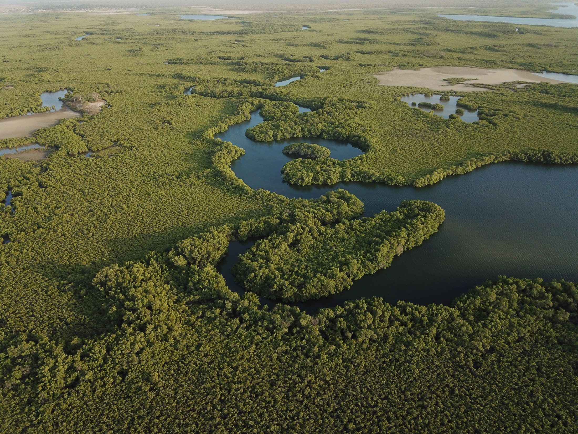saloum mangrove aerial