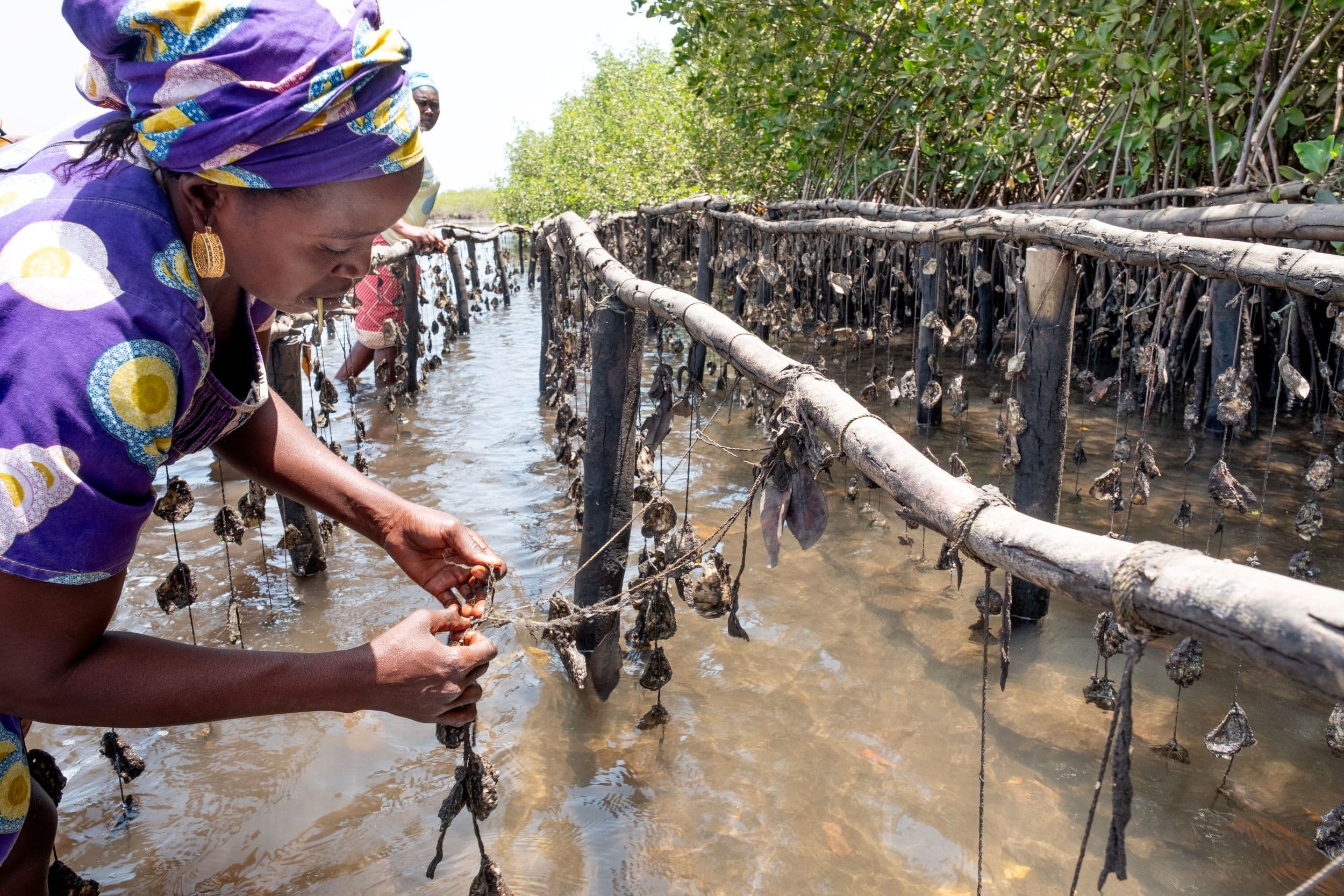 oyster farming