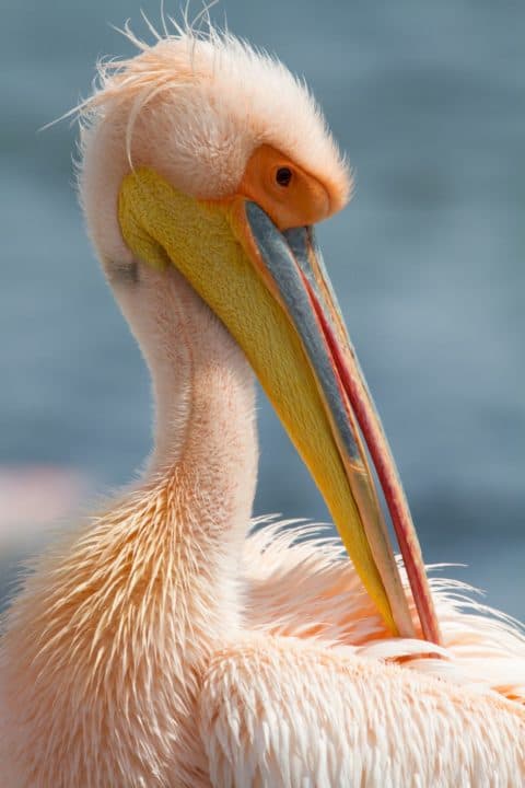 Great white pelican (Szabolcs Nagy)
