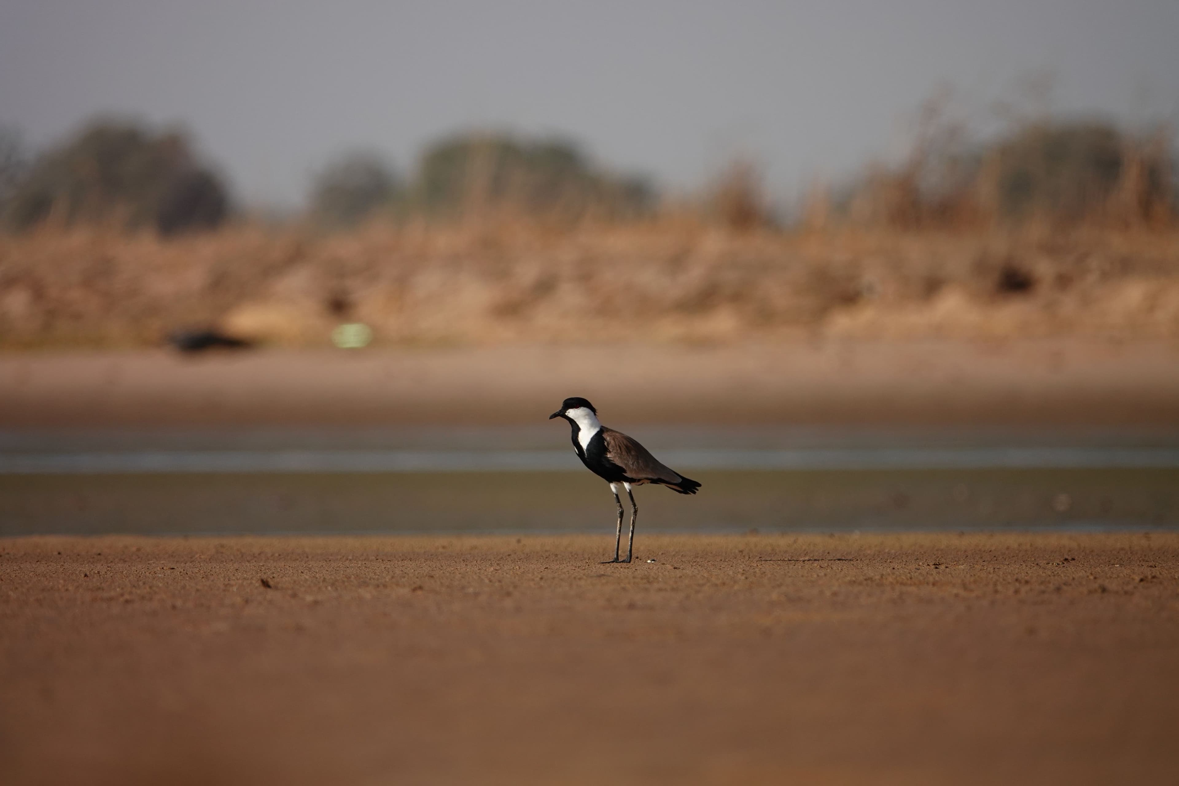 spur winged lapwing